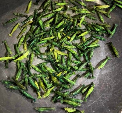 米蝦大集合專區、紅、黑、藍、綠、金、白、印度斑馬蝦11