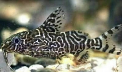 鼠魚集合區 白鼠 大帆花鼠 咖啡鼠 金線綠鼠 黑金紅頭鼠 熊貓鼠 大帆白鼠 茉莉豹鼠 黃翅珍珠鼠 大帆滿天星9