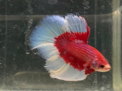 泰國進口 各式展示級鬥魚大全22