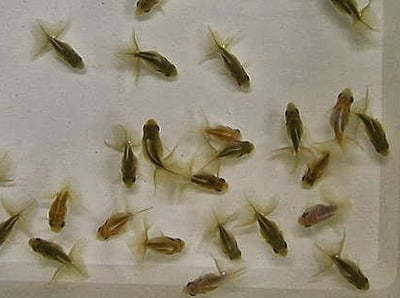 日本土佐金魚苗 季節限量供應1