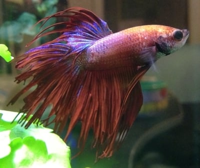 泰國進口 各式展示級鬥魚大全3