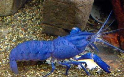 橘螯蝦 藍螯蝦 白螯蝦2