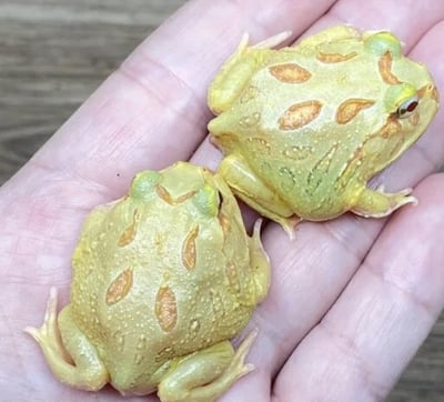 各式品種角蛙大全  黃金角蛙 綠角蛙 血紅角蛙 咖啡角蛙 皮卡丘 色缺 金屬 霸王17