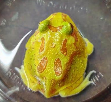 各式品種角蛙大全  黃金角蛙 綠角蛙 血紅角蛙 咖啡角蛙 皮卡丘 色缺 金屬 霸王4