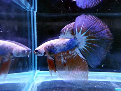 泰國進口 各式展示級鬥魚大全14