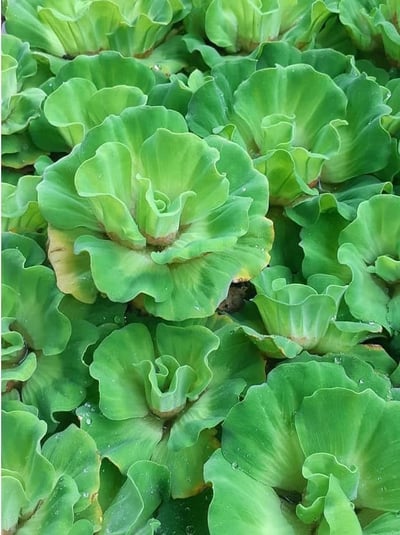 迷你玫瑰水芙蓉1