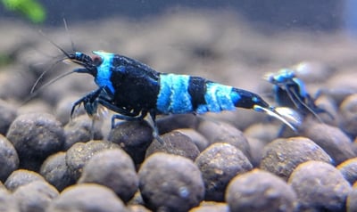 紅白水晶蝦 黑白水晶蝦3