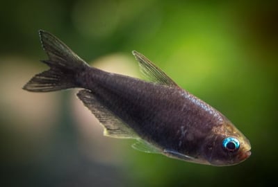 燈魚集合區 一線小丑燈 鑽石燈  三角燈 紅蓮燈 女王燈 日光燈 黃日光燈 火翅金鑽 噴火燈 火兔燈 三間小丑燈 藍剛果燈 亞洲紅鼻 紅鼻剪刀 一眉道人 野生金燈 黑帝王燈 鉛筆燈 櫻桃燈 血叉尾珍珠燕子 藍色霓虹燈8