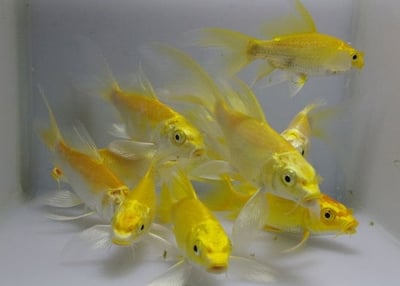 白金蝴蝶龍鯉 黃金蝴蝶龍鯉 黑龍鯉2