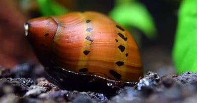 除藻高手 蜜蜂角螺 黑金剛螺 黃金螺 羊角螺 橙兔螺 巧克力螺 斑馬螺 笠螺 蘋果螺 螺6