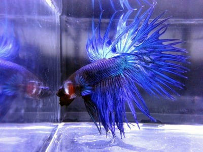 泰國進口 各式展示級鬥魚大全9