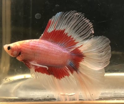 泰國進口 各式展示級鬥魚大全23