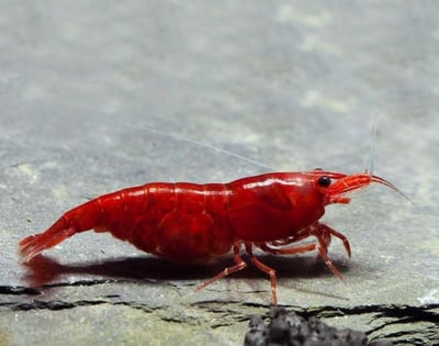 米蝦大集合專區、紅、黑、藍、綠、金、白、印度斑馬蝦14