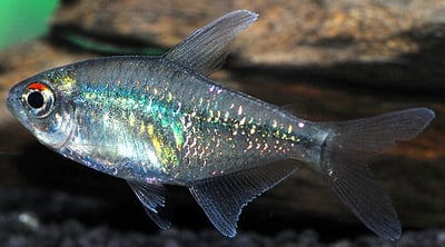 燈魚集合區 一線小丑燈 鑽石燈  三角燈 紅蓮燈 女王燈 日光燈 黃日光燈 火翅金鑽 噴火燈 火兔燈 三間小丑燈 藍剛果燈 亞洲紅鼻 紅鼻剪刀 一眉道人 野生金燈 黑帝王燈 鉛筆燈 櫻桃燈 血叉尾珍珠燕子 藍色霓虹燈11