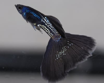 純種孔雀魚 各式品系大全15