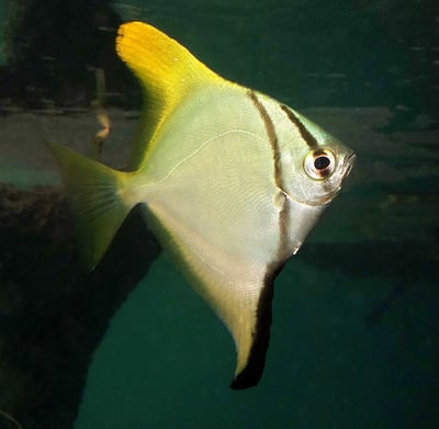 銀昌魚1