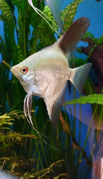 神仙集合區 產季限量供應 白玉神仙 斑馬神仙 黃金神仙  黑幻象神仙 阿凡達神仙 三色神仙 海鷗神仙 赤月神仙 白子斯卡神仙 斯卡神仙 大理石神仙5