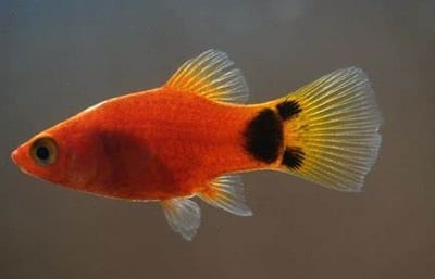 紅米奇 三色米奇 黃金太陽 紅單劍 紅雙劍 黑尾太陽 紅球 大帆紅茶壺2