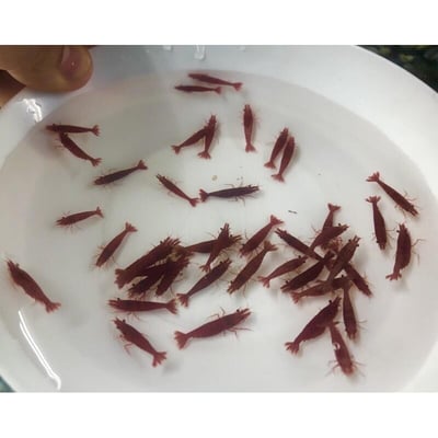 米蝦大集合專區、紅、黑、藍、綠、金、白、印度斑馬蝦13