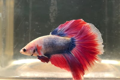 泰國進口 各式展示級鬥魚大全20