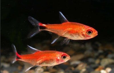 燈魚集合區 一線小丑燈 鑽石燈  三角燈 紅蓮燈 女王燈 日光燈 黃日光燈 火翅金鑽 噴火燈 火兔燈 三間小丑燈 藍剛果燈 亞洲紅鼻 紅鼻剪刀 一眉道人 野生金燈 黑帝王燈 鉛筆燈 櫻桃燈 血叉尾珍珠燕子 藍色霓虹燈9