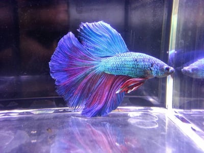 泰國進口 各式展示級鬥魚大全5