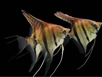 神仙集合區 產季限量供應 白玉神仙 斑馬神仙 黃金神仙  黑幻象神仙 阿凡達神仙 三色神仙 海鷗神仙 赤月神仙 白子斯卡神仙 斯卡神仙 大理石神仙8