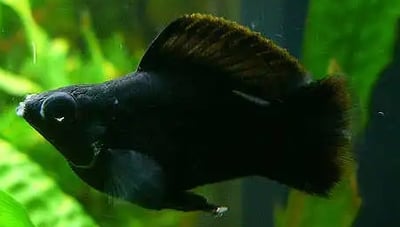 金球、黑球、銀球2