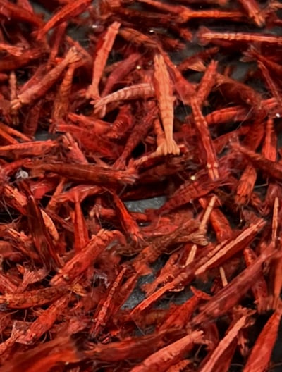 米蝦大集合專區、紅、黑、藍、綠、金、白、印度斑馬蝦4