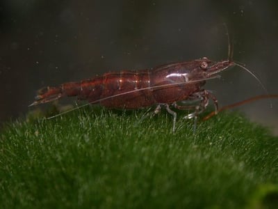 米蝦大集合專區、紅、黑、藍、綠、金、白、印度斑馬蝦17