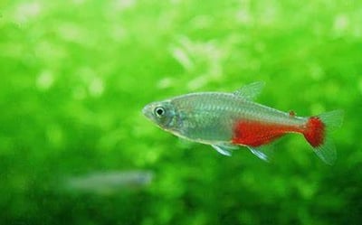 燈魚集合區 一線小丑燈 鑽石燈  三角燈 紅蓮燈 女王燈 日光燈 黃日光燈 火翅金鑽 噴火燈 火兔燈 三間小丑燈 藍剛果燈 亞洲紅鼻 紅鼻剪刀 一眉道人 野生金燈 黑帝王燈 鉛筆燈 櫻桃燈 血叉尾珍珠燕子 藍色霓虹燈3