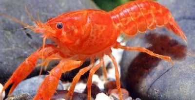 橘螯蝦 藍螯蝦 白螯蝦1