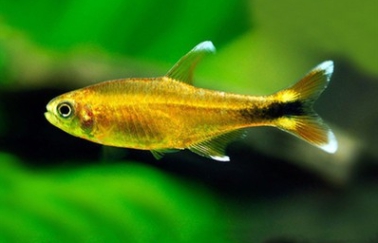 燈魚集合區 一線小丑燈 鑽石燈  三角燈 紅蓮燈 女王燈 日光燈 黃日光燈 火翅金鑽 噴火燈 火兔燈 三間小丑燈 藍剛果燈 亞洲紅鼻 紅鼻剪刀 一眉道人 野生金燈 黑帝王燈 鉛筆燈 櫻桃燈 血叉尾珍珠燕子 藍色霓虹燈21