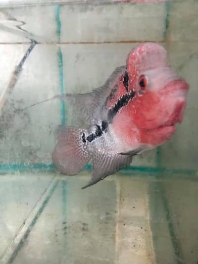 櫻桃紅凸頭羅漢2