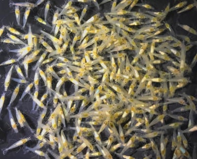 米蝦大集合專區、紅、黑、藍、綠、金、白、印度斑馬蝦2