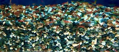 米蝦大集合專區、紅、黑、藍、綠、金、白、印度斑馬蝦21