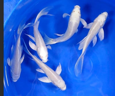 白金蝴蝶龍鯉 黃金蝴蝶龍鯉 黑龍鯉1