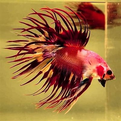 泰國進口 各式展示級鬥魚大全4