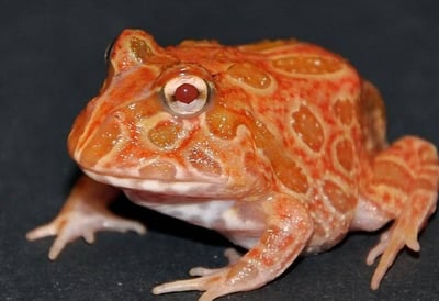 各式品種角蛙大全  黃金角蛙 綠角蛙 血紅角蛙 咖啡角蛙 皮卡丘 色缺 金屬 霸王6