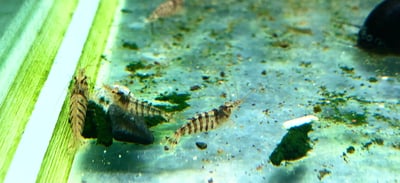 米蝦大集合專區、紅、黑、藍、綠、金、白、印度斑馬蝦22