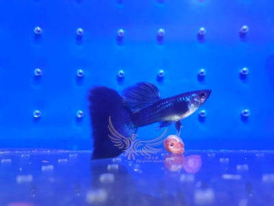 純種孔雀魚 各式品系大全6