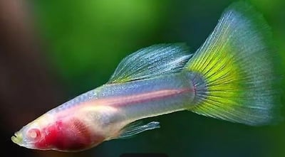 純種孔雀魚 各式品系大全14