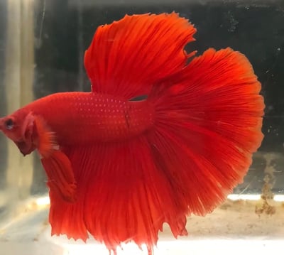 泰國進口 各式展示級鬥魚大全21