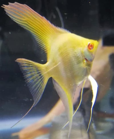 白子馬拉卡普神仙1