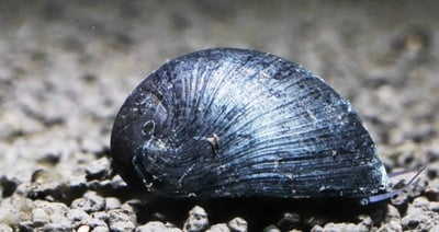 除藻高手 蜜蜂角螺 黑金剛螺 黃金螺 羊角螺 橙兔螺 巧克力螺 斑馬螺 笠螺 蘋果螺 螺2