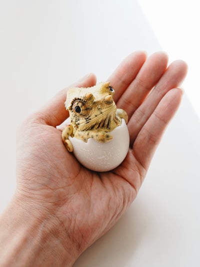 【搗搗蛋】蜥蜴不倒蛋5