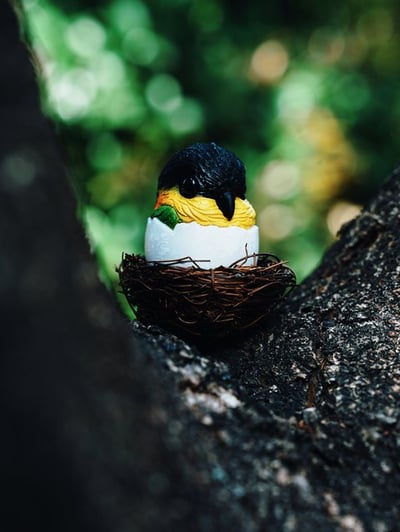 【搗搗蛋】鸚鵡不倒蛋6