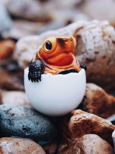 【搗搗蛋】陸龜不倒蛋4