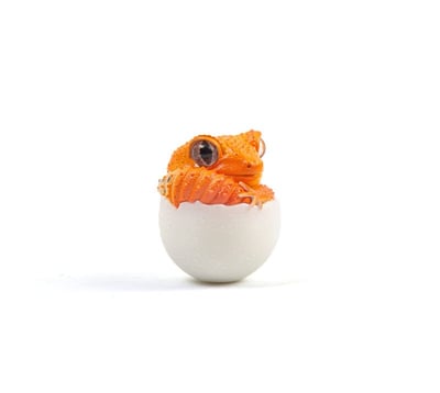 【搗搗蛋】守宮不倒蛋20