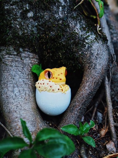 【搗搗蛋】守宮不倒蛋4